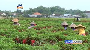 Wallpaper kaligrafi lafadz allah dan muhammad. Petani Bunga Pacar Air Banjir Pesanan Untuk Tradisi Nyekar