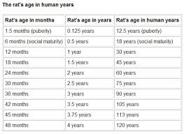 rat to human age conversion chart rats life expectancies