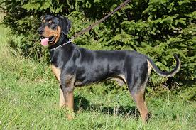 Image result for sedmihradský honič