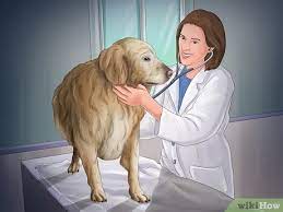 How To Help Your Dog After Giving Birth (With Pictures) - Wikihow