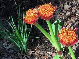 Click here for the combination essences. South Africa S Best Plants