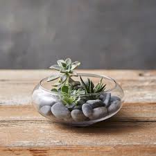 Shallow Curve Bowl Terrarium Goldterrariumideas Terrarium Cactus Flower Miniature Garden
