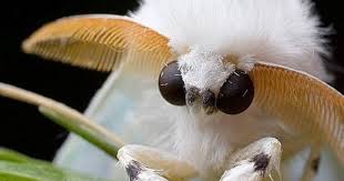 The fluffy venezuelan poodle moth was recently discovered in 2009 and looks like something straight off. Venezuelan Poodle Moth