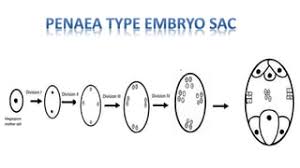 Development Of Polygonum-Type And Nuphar-Type Embryo Sacs, Showing How... |  Download Scientific Diagram