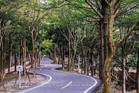 台灣 qqtaiwangirl隱藏版彎曲s型來考驗你的平衡感 一起珍惜愛護這條美麗的隧道 生態攝影 fujifilm dcard 攝影版 潭雅神綠園道