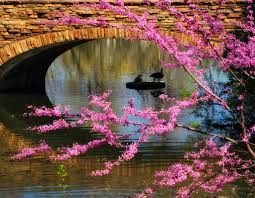 Flora of alaska and neighboring territories: Hintergrundbilder Baume Wasser Natur Betrachtung Ast Brucke Bluht Fluss Kirschblute Stein Usa Bluhen Teich Bogen Colorado Ganse Fruhling Felsblock Sandstein April Heiter Baum Herbst Blatt Blume Amerika Jahreszeit Flora