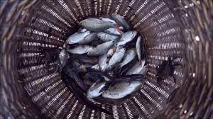 หาปลา ช อนปลา ตาข ายเข ยว มาก นอ กแล ว