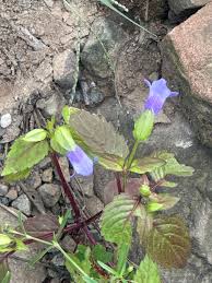 Image result for Linderniaceae