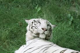 But, there is a connection to the siberian many white tigers are born with defects. Captive White Tigers Wikipedia