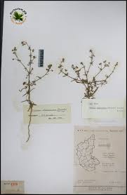 Image result for Vahlia dichotoma