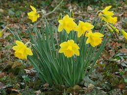 Narcissus Pseudonarcissus Wild Daffodil World Of Flowering Plants Daffodil Bulbs Daffodils Growing Tulips