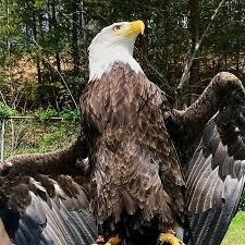 The american eagle silver proof coin contains 99.9 percent silver. Bald Eagles Can Weigh As American Eagle Foundation Facebook