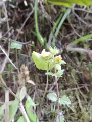 Image result for Alectra sessiliflora