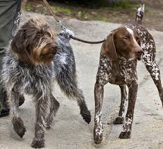 Five lovely english setter cross german pointer puppies for sale ready for there new homes.first vaccine given. German Wirehaired Pointer Puppies For Sale Adoptapet Com