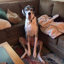 This is a list of dog breeds, including extant breeds and extinct breeds, varieties and types. My Sweet Girl Passed Away About A Month Ago This Was Her Preferred Way Of Sitting She Was A Goofy Girl Greatdanes