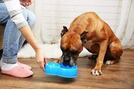 Why Dogs Eat Poop And How To Stop It Dogs Monthly
