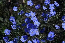 Image result for Linaceae