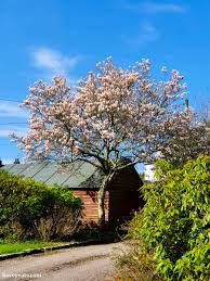 Discover magnolia tree types and care tips and how to plant a magnolia tree. Kavey Eats How To Pickle Magnolia Blossoms