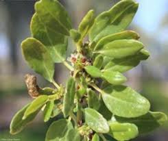 Image result for Zaleya