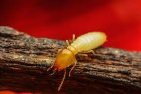 Serving edgewater and surrounding cities in central florida. Wilkie S Termite Services Wilkie S Pest Control In Edgewater Florida