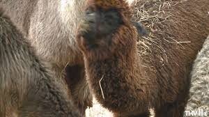 Find the perfect size moving truck to assist with. Alpaca Craze On Social Media Comes With Limitations In Arkansas Thv11 Com