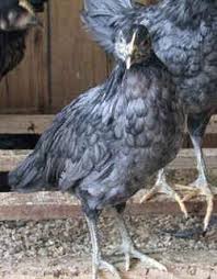 Every state in the union has its own unique symbols, many of which are a source of pride for residents. Delaware State Bird Blue Hen Chicken Fighting Gamecock
