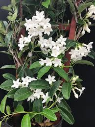 Image result for Stephanotis