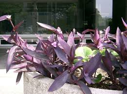 There are many characteristics why tradescantia pallida, also known as purple heart plant or wandering jew, makes a spectacular plant: How To Grow Wandering Jew Spiderwort Dengarden