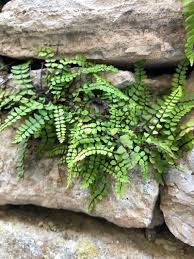 Image result for Asplenium mannii