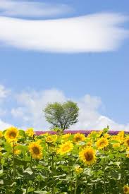 sunflower field furano hokkaido japan summer sun season weather hot the real japan real japan japan japanese tips resource tricks 夏 背景 ひまわり畑 美しい花
