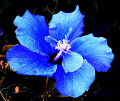Blue Hibiscus By Rosanne Nitti Hibiscus Plant Hibiscus Bouquet Flower Seeds