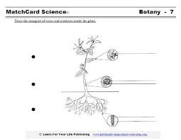 Transpiration Translocation And Osmosis Fancy Terms For Plant Nutrition And Circulation Learn How Plants Use Wat Science Worksheets Plants Education Botany