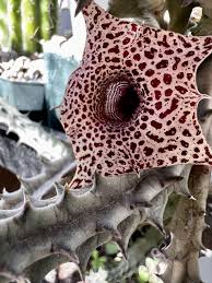 Image result for Huernia hislopii