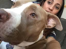 Adopting pit mix and pointer mix dogs in Washington NC