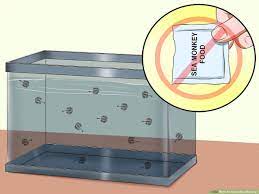Cleaning out the kids' little sea monkey tanks. How To Raise Sea Monkeys 13 Steps With Pictures Wikihow