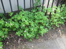 It's an annual with shallow roots and easy to control with. Wednesday Weed Herb Robert Bug Woman Adventures In London