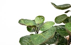 Image result for Polyscias kivuensis