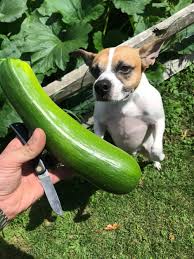 Yes, dogs eat zucchini, but dogs that eat a good, balanced, and complete diet can get all the nutrients your dog's body needs, unless your dog suffers from some strikes or diseases that may affect absorption of nutrients, zucchini contains 20 calories per cup of raw, as we mentioned that it is good for dogs with excess weight so it is a bonus. Can Dogs Eat Zucchini