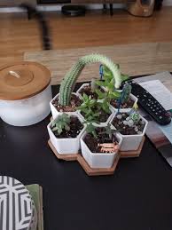 When it does rain, it comes in short bursts. Halp What Is This Cactus Doing It Keeps Moving Toward The Light The Grow Light Do I Need To Replant Is It Sucking The Other Plants Will To Live Succulents