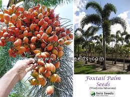 Image result for Wodyetia bifurcata