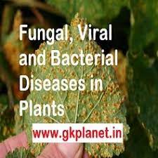 Check spelling or type a new query. List Of Diseases In Crops Or Plants Caused By Fungi Bacteria Virus Etc Gk Planet