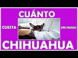 Cuanto Cuesta Un Perro Chihuahua Precio Aproximado Youtube Perros Chihuahua Chihuahua Perros