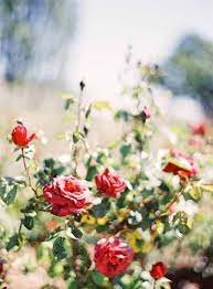 Inspiration By Jen Huang Photography Jen Huang Photography Flower School Most Beautiful Gardens
