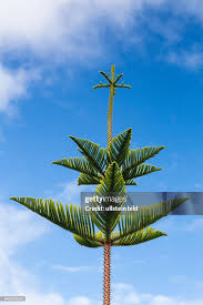Image result for Arauk rie Araucaria