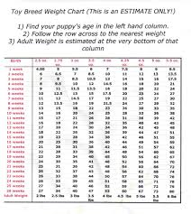 12 Clean Yorkie Age Chart