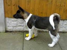 pics of my akita growing up youtube