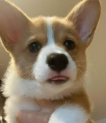 Black And Brown Corgi Pin By Nanette Velazquez On Corgi S Cute Dogs Corgi Dog Welsh Corgi Puppies