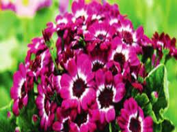 Winter season flowers name list in india. Six Easy Maintenance Plants You Can Grow In Winter Times Of India