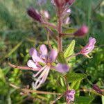 Image result for Cleome monophylla
