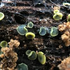 Image result for Chlorosplenium chlora